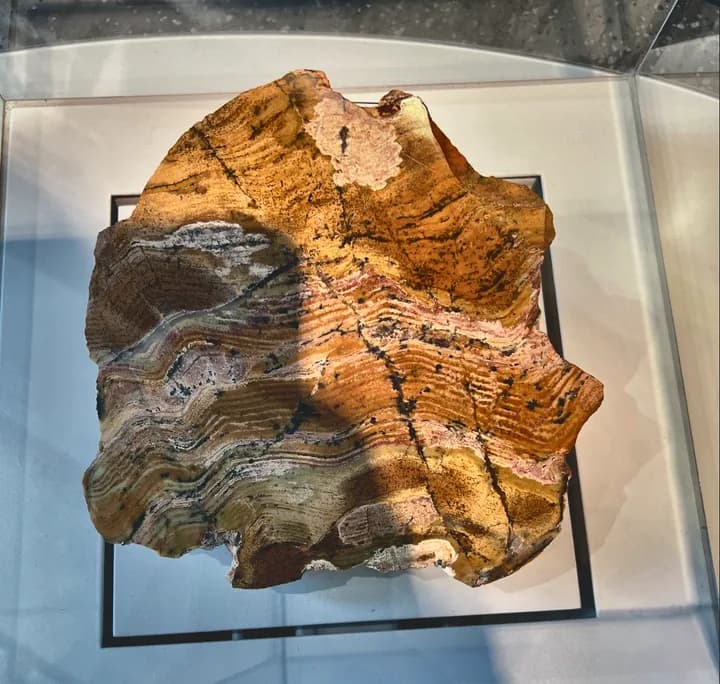 A cross-section of a layered stromatolite fossil